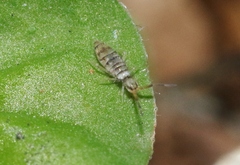 Entomobrya atrocincta