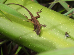 Anolis mariarum