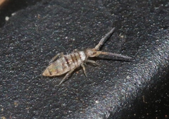 Entomobrya atrocincta