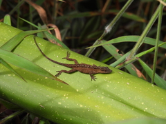 Anolis mariarum