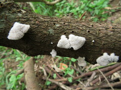 Schizophyllum commune