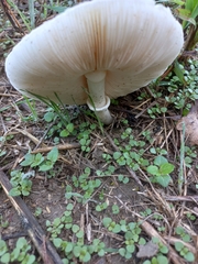 Leucoagaricus leucothites