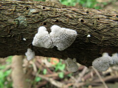Schizophyllum commune