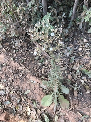 Pseudoconyza viscosa