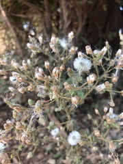 Pseudoconyza viscosa