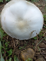 Leucoagaricus leucothites