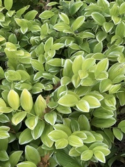 Euonymus japonicus