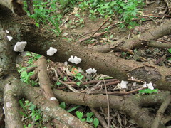Schizophyllum commune