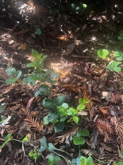 Ceanothus thyrsiflorus