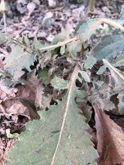 Pseudoconyza viscosa