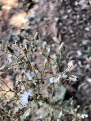 Pseudoconyza viscosa
