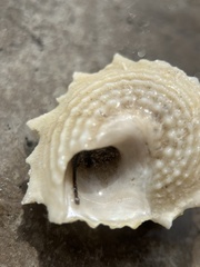 Lithopoma phoebium
