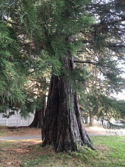 Sequoiadendron