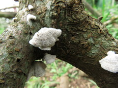 Schizophyllum commune