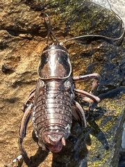 Cyphoderris monstrosa