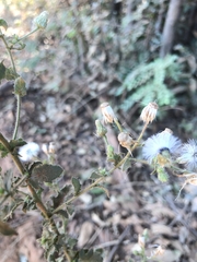 Pseudoconyza viscosa