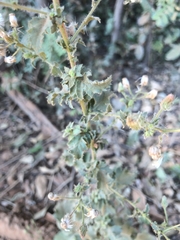 Pseudoconyza viscosa
