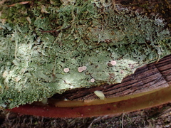 Icmadophila ericetorum