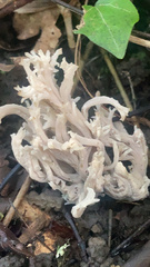 Clavulina coralloides