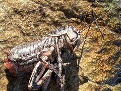 Cyphoderris monstrosa