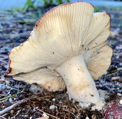 Russula
