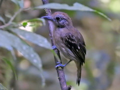 Thamnophilus atrinucha