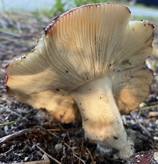 Russula