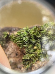Syntrichia papillosa