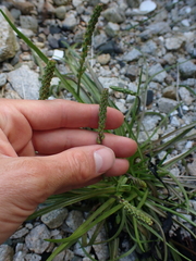 Plantago maritima