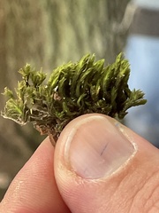 Syntrichia papillosa