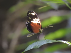 Heliconius hecale