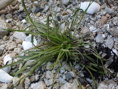 Plantago maritima