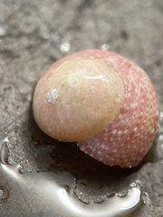 Agathistoma fasciatum