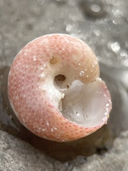 Agathistoma fasciatum