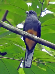 Trogon chionurus