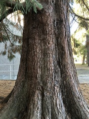 Sequoiadendron