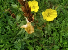 Oenothera