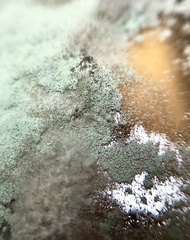 Penicillium digitatum