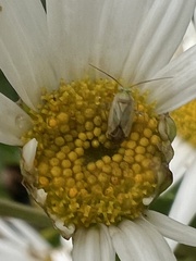 Taylorilygus apicalis