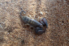 Hormuridae