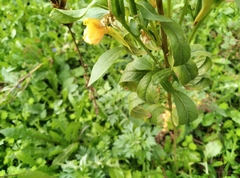 Oenothera