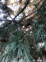 Sequoiadendron