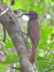 Dendrocincla fuliginosa
