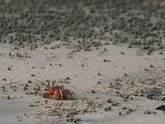 Ocypode gaudichaudii