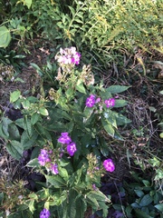 Phlox glaberrima