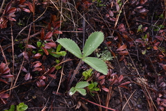 Fragaria virginiana platypetala