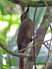 Dendrocincla fuliginosa