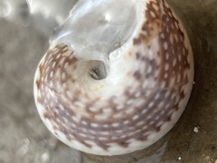 Agathistoma fasciatum