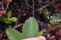 Fragaria virginiana platypetala