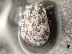 Agathistoma fasciatum